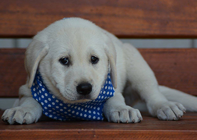 Houston Humane Society | Happy Tail Laney