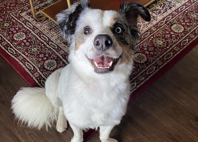Houston Humane Society | Happy Tail Layla
