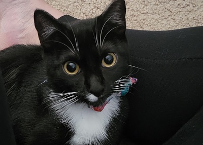 Houston Humane Society | Happy Tail Leia