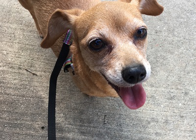 Houston Humane Society | Happy Tail Lili