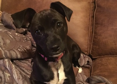 Houston Humane Society | Happy Tail Lisa