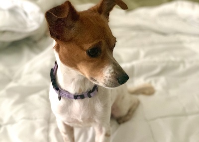 Houston Humane Society | Happy Tail Lola