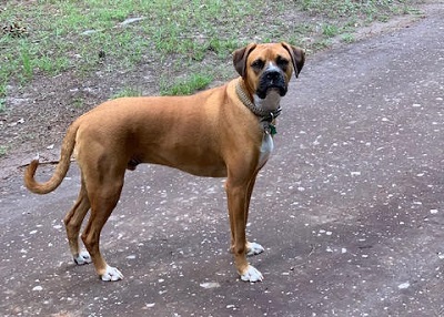 Houston Humane Society | Happy Tail Louie