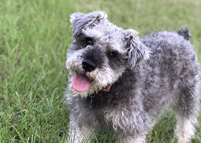 Houston Humane Society | Happy Tail Louie