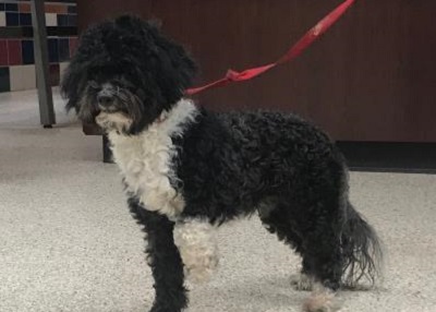 Houston Humane Society | Happy Tail Louis Vuitton