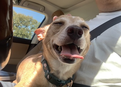 Houston Humane Society | Happy Tail Luca