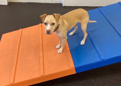 Houston Humane Society | Happy Tail Luna