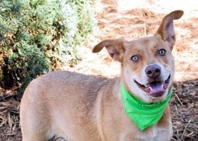 Houston Humane Society | Happy Tail Macy