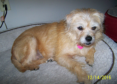 Houston Humane Society | Happy Tail Maddie