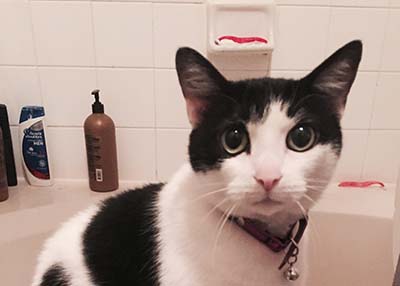 Houston Humane Society | Happy Tail Mammas