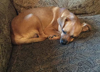 Houston Humane Society | Happy Tail Manolita and Pepito