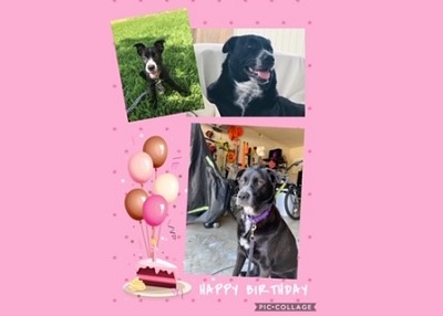 Houston Humane Society | Happy Tail Maple
