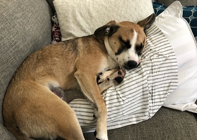 Houston Humane Society | Happy Tail Marci