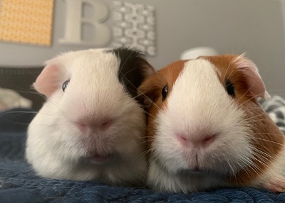 Houston Humane Society | Happy Tail Marie and Oreo