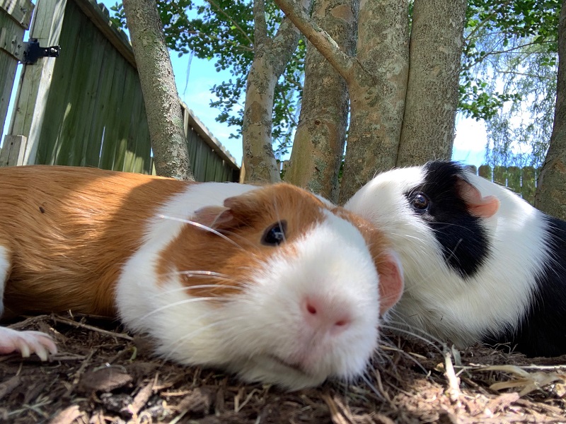 htmarieoreo2