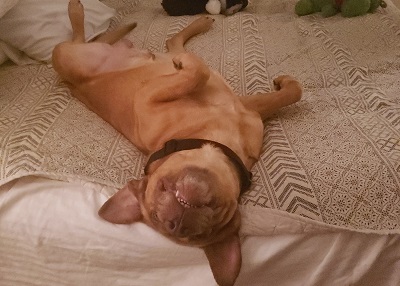 Houston Humane Society | Happy Tail Mason