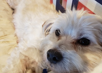 Houston Humane Society | Happy Tail Matilda