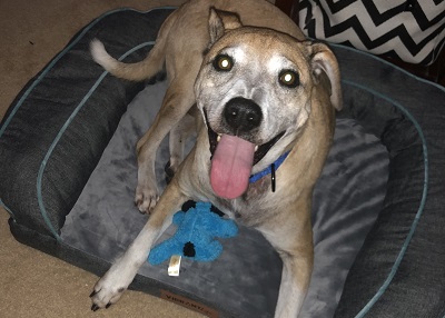 Houston Humane Society | Happy Tail Max