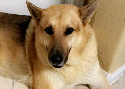 Houston Humane Society | Happy Tail Max