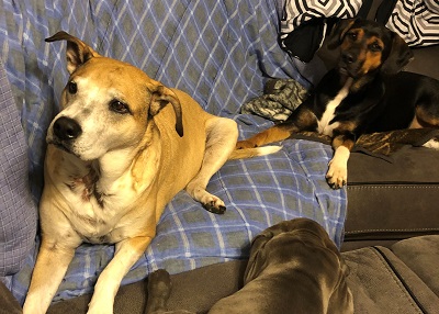 Houston Humane Society | Happy Tail Mr Max and Mr Benji