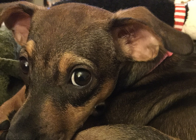 Houston Humane Society | Happy Tail Maxine