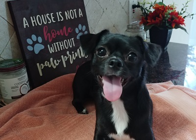 Houston Humane Society | Happy Tail Maya