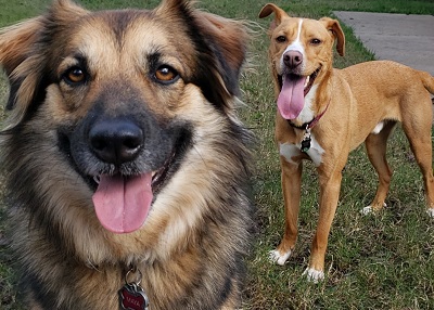 Houston Humane Society | Happy Tail Maya & Buddy