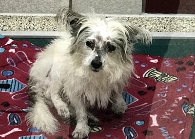 Houston Humane Society | Happy Tail Mickey
