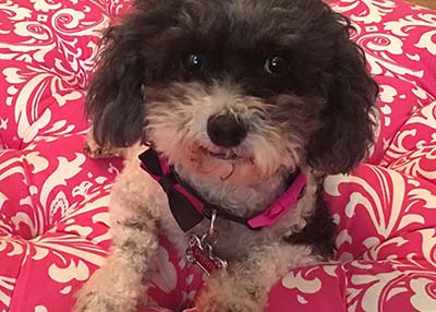 Houston Humane Society | Happy Tail Mickey and Paris