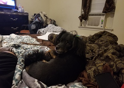 Houston Humane Society | Happy Tail Midnight