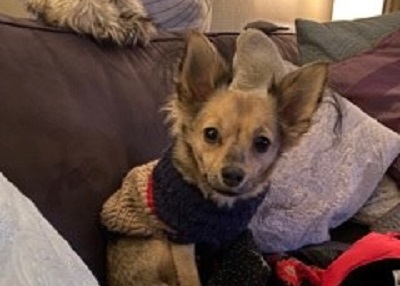 Houston Humane Society | Happy Tail Milo