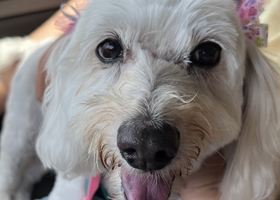 Houston Humane Society | Happy Tail Minnie