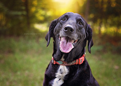 Houston Humane Society | Happy Tail Missy