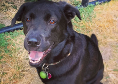 Houston Humane Society | Happy Tail Missy