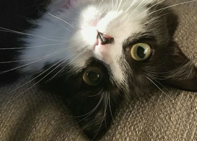 Houston Humane Society | Happy Tail Missy
