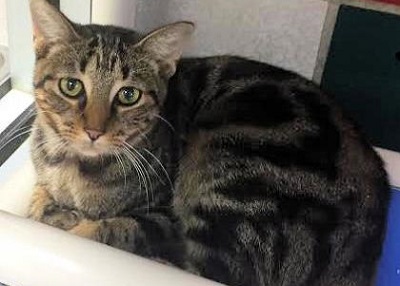 Houston Humane Society | Happy Tail Misty Blue