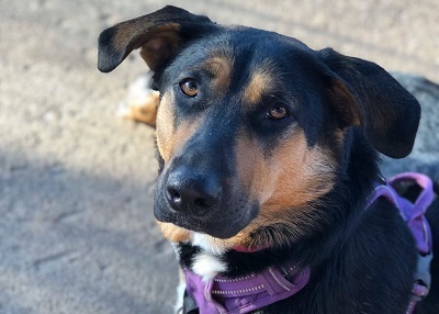 Houston Humane Society | Happy Tail Mollie