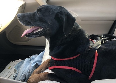 Houston Humane Society | Happy Tail Molly