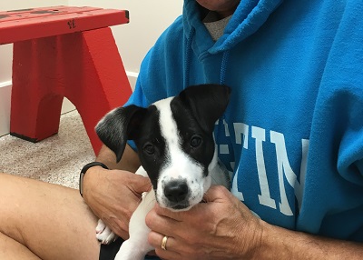 Houston Humane Society | Happy Tail MollyRayne
