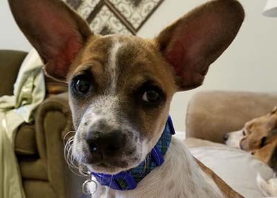 Houston Humane Society | Happy Tail Moose