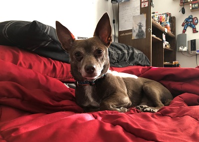 Houston Humane Society | Happy Tail Mr. Bro