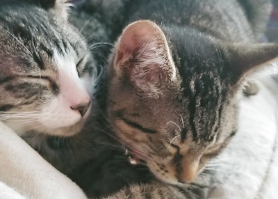 Houston Humane Society | Happy Tail Mr. Cuddles and Princess Nalah