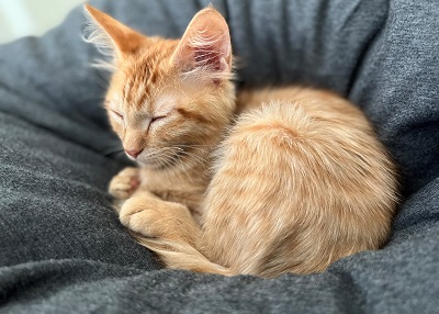 Houston Humane Society | Happy Tail Mr. Rochester