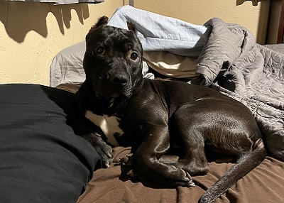 Houston Humane Society | Happy Tail Nero