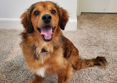 Houston Humane Society | Happy Tail Oliver