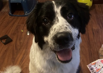 Houston Humane Society | Happy Tail Oreo