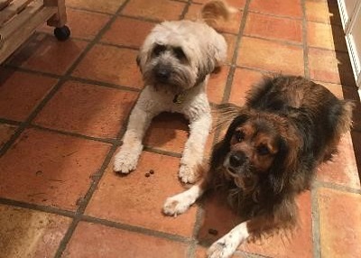 Houston Humane Society | Happy Tail Paco and Ladybug