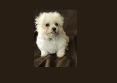 Houston Humane Society | Happy Tail Papo
