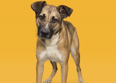 Houston Humane Society | Happy Tail Patchy