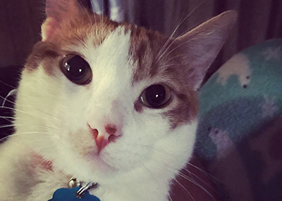 Houston Humane Society | Happy Tail Patrick